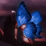 الفراشة الزرقاء Blue butterfly