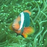 Pascal Guénel