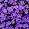 Viola Gargantini
