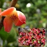 Lakuni Sio