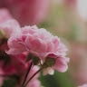 Shona.L33 M