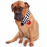 Barking Photo