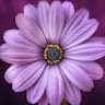 Felicia L Williams