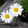 Somayeh Sadri