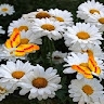 КЗ ЗДО 3 РОМАШКА