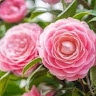 Virginia Sims asims4@sc.rr.com