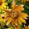 simics soma