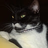 Bill Tsimp