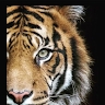 Tigers Eye Pictures  