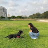 שירה סיני