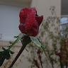 Φωτεινή Δαδή