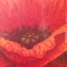 Poppy Steele