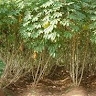 ngufan chichi