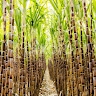 Ultimate Acres