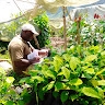 Bulonvu Franklin