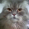 Ірина Котєнєва