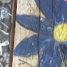 coquelicocotbleu  