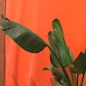 Prune Dimpre