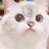 Сергей Котенко