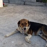 ΠΕΓΚΥ ΘΕΟΧΑΡΟΠΟΥΛΟΥ