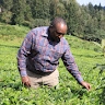 Maina  Wambugu 