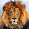 Edwin Mwale