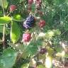 Blackberryrock Homestead