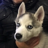 Александар Воргић
