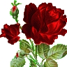 mohammad essa masoudi
