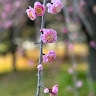 Sreyneath Pheng