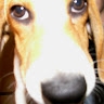 Luca X
