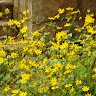 woldetensae Balewold