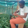 musenero nasif