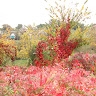 Grapevine  