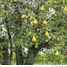 tree pear
