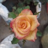 swathi Sas