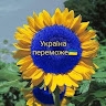 Світлана Бреус