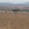 Josh Sentongo