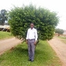 kanini sam