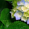 Ibolya Papp