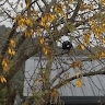 Nanaia Mahuta
