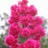 Anena Pauline