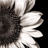 Sunflower Salon LA