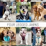 Four Legged Jawns  