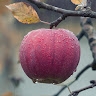 Uqba Usman
