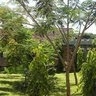 victor mwangi