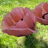 Amy Prouty