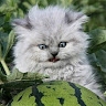 Cat W