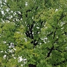 Sniukai  