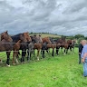 carrickdiamondlad  